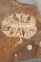 Parataxodium Fossil