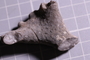 P 16022 fossil