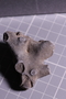 UC 17512 fossil3