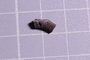 UC 27701 fossil