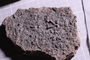 UC 310 a fossil