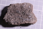 UC 497 a fossil