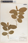 Forsteronia spicata (Jacq.) G. Mey., Guatemala, C. C. Deam 6368, F