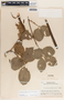 Forsteronia spicata (Jacq.) G. Mey., Honduras, P. C. Standley 14573, F
