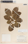 Forsteronia spicata (Jacq.) G. Mey., Honduras, P. C. Standley 21277, F