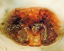 Tarsiphantes latithorax female epigynum