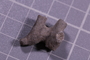 PE 4031 fossil