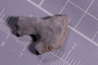 PE 4116 fossil