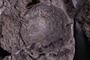 UC 17588 fossil3