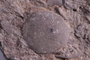 UC 17588 fossil5
