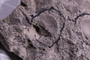UC 1820 a fossil2