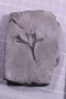 UC 2287 fossil