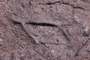 UC 284 a fossil2