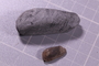 P 6484 fossil