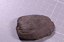 PE 2046 fossil