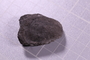 PE 2056 fossil