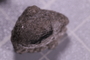 UC 20764 fossil2