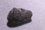 UC 2435 a fossil