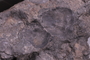 UC 3748 fossil3