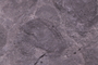 UC 3748 fossil4