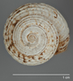 170532 Ostodes reticulatus holotype apical