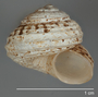 170532 Ostodes reticulatus holotype frontal