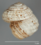 170532 Ostodes reticulatus holotype lateral