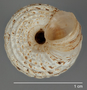 170532 Ostodes reticulatus holotype umbilical