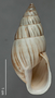 53068 Bulimulus (Bulimulus) corumbaensis