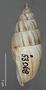 53068 Bulimulus (Bulimulus) corumbaensis