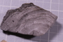 P 16557 fossil3