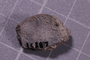 P 16887 fossil
