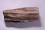 P 79 a fossil3