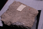 PE 56899 a fossil
