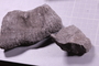 PE 5827 fossil