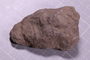 PE 5828 fossil