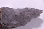 PP 17971 fossil2