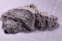 PP 17982 fossil