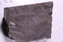 PP 17986 fossil