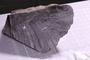 PP 17989 fossil