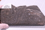 PP 22658 fossil
