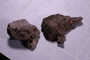 UC 1053 b fossil
