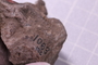 UC 1053 b fossil3