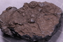 UC 14089 fossil2