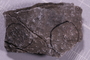 UC 14885 fossil2