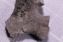 UC 14888 fossil2