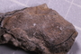 UC 14888 fossil3