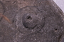 UC 1534 a fossil3