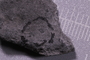 UC 1537 a fossil