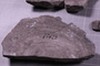 UC 27619 fossil